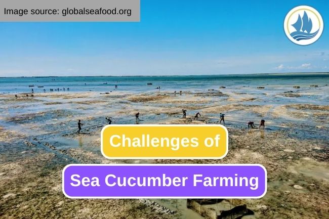 Challenges In Modern Sea Cucumber Farming